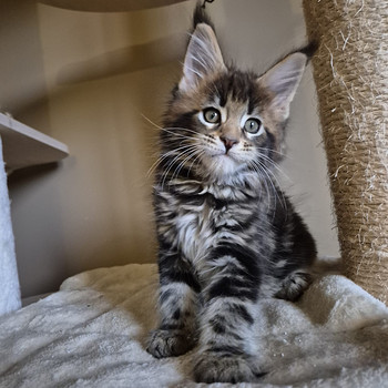 Mainecoon male N22