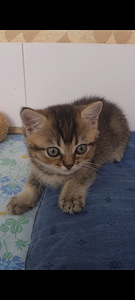 Британский котёнок (1 фото из 10)