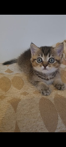 Британский котёнок (2 фото из 10)