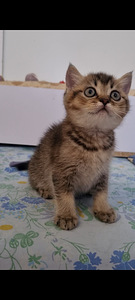 Британский котёнок (3 фото из 10)