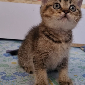 Британский котёнок