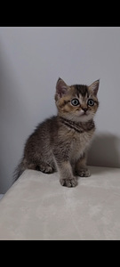 Британский котёнок (4 фото из 10)