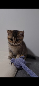 Британский котёнок (6 фото из 10)