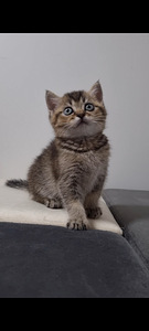 Британский котёнок (7 фото из 10)