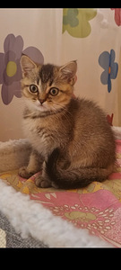 Британский котёнок (8 фото из 10)