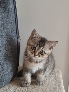 Британский котёнок (9 фото из 10)