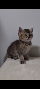 Британский котёнок (10 фото из 10)