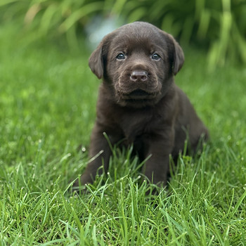 Labradori retriiver