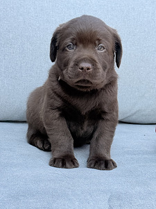 Лабрадор ретривер (4 фото из 8)