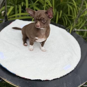 Chihuahua