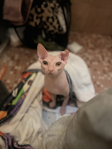 Кот сфинкс (1 фото из 8)
