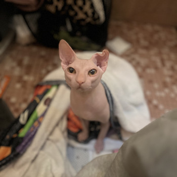 Кот сфинкс