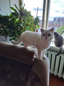 Продаётся котёнок породы Scottish Straight (1 фото из 5)