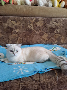 Продаётся котёнок породы Scottish Straight (3 фото из 5)
