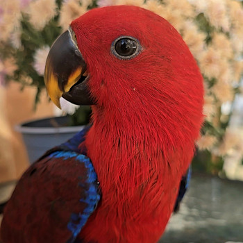 Eklektuspapagoi