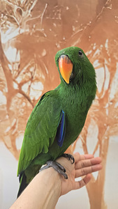 Eklektuspapagoi (4 foto / 9)