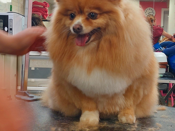 Groomer