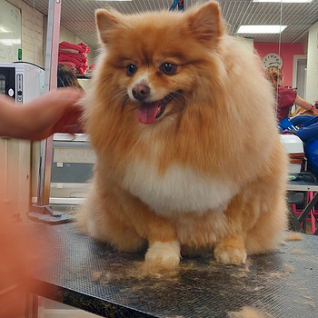Groomer