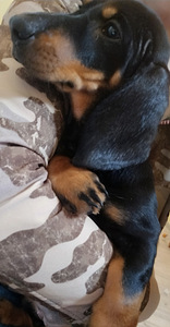 Väga armsad taksikutsikad (2 foto / 9)