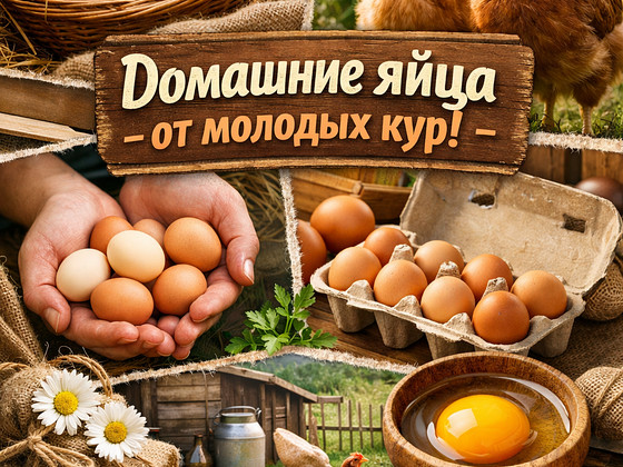 Яйца куриные