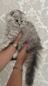 Скоттиш-фолд (4 фото из 7)