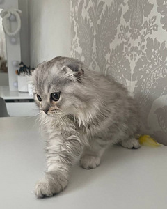 Скоттиш-фолд (2 фото из 7)
