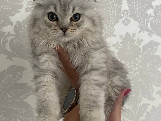 Скоттиш-фолд