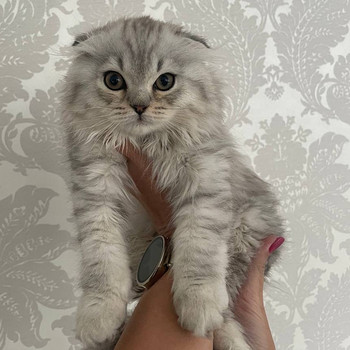 Scottish fold