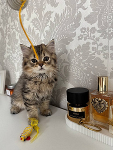 Скоттиш-фолд (6 фото из 7)