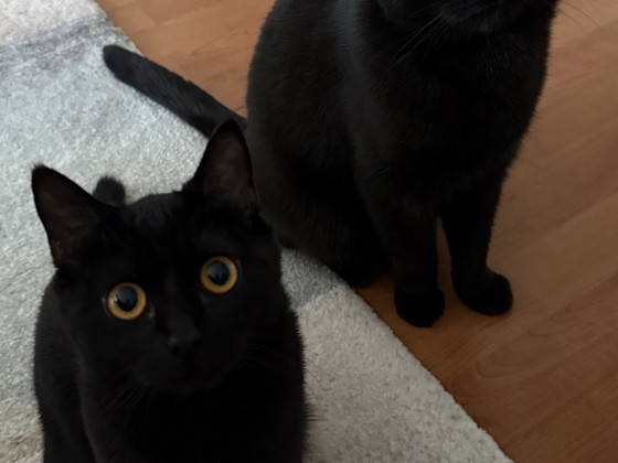 2 kissaa ja KAIKKI tavarat