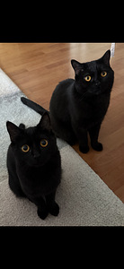 2 kissaa ja KAIKKI tavarat (1 valokuva sivusta 8)