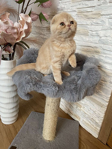 Scottish Fold (1 фото из 3)