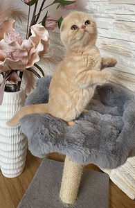 Scottish Fold (2 фото из 3)