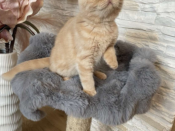 Scottish Fold