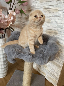Scottish Fold (3 фото из 3)