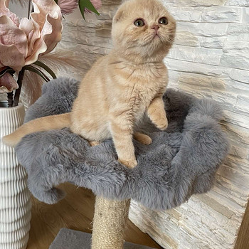 Scottish Fold