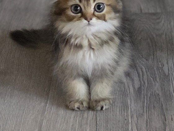 Scottish Fold - Scottish Straight