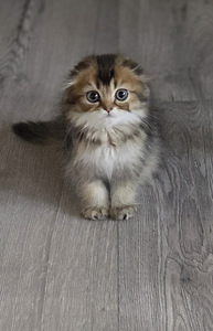 Scottish Fold — Scottish Straight (1 фото из 4)