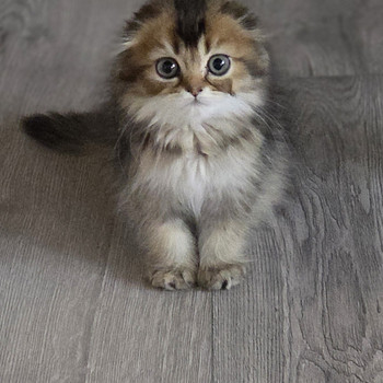 Scottish Fold - Scottish Straight