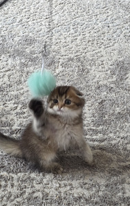 Scottish Fold - Scottish Straight (2 foto / 6)