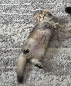 Scottish Fold - Scottish Straight (3 foto / 6)