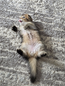 Scottish Fold - Scottish Straight (4 foto / 6)