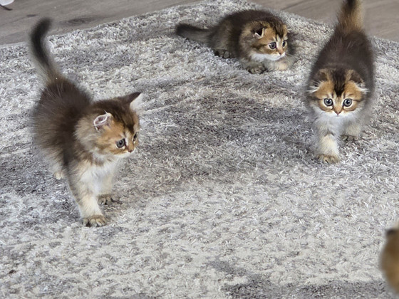 Scottish Fold - Scottish Straight