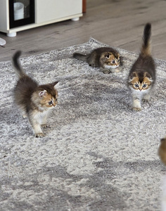 Scottish Fold - Scottish Straight (1 foto / 6)