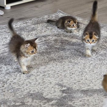 Scottish Fold — Scottish Straight