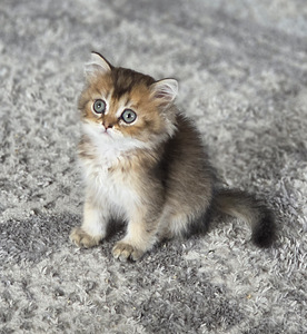 Scottish Fold - Scottish Straight (5 foto / 6)