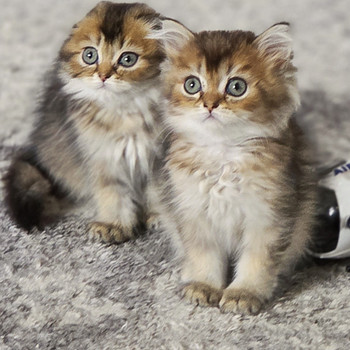 Scottish Fold — Scottish Straight