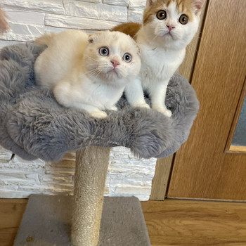 Scottish Fold/Straight