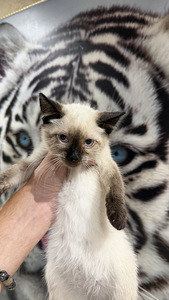 Котята (2 фото из 3)