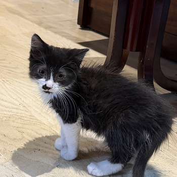 Котёнок (мальчик)